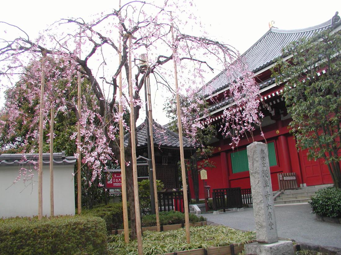 桜花見（Ｈ２１） 142