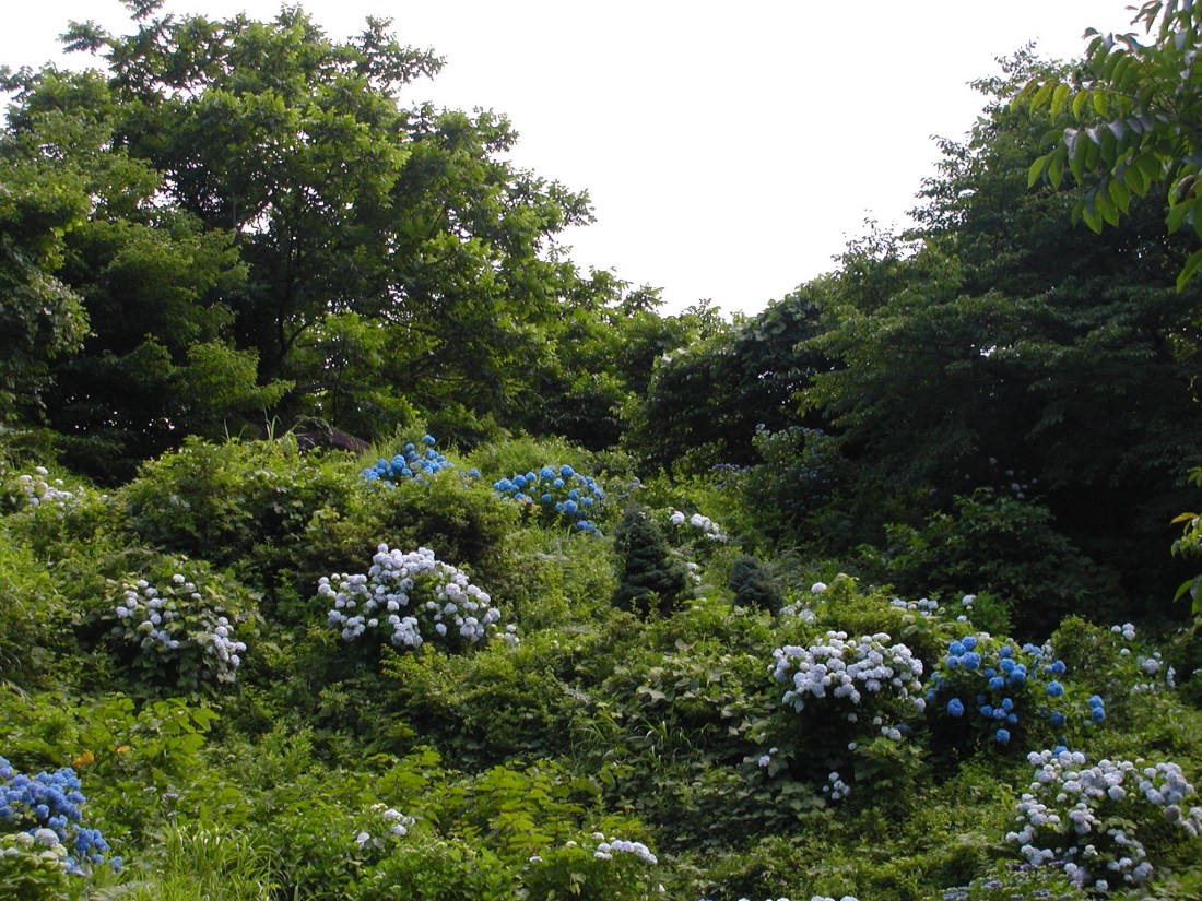 AIUハイク・紫陽花スロープ（２１） 023