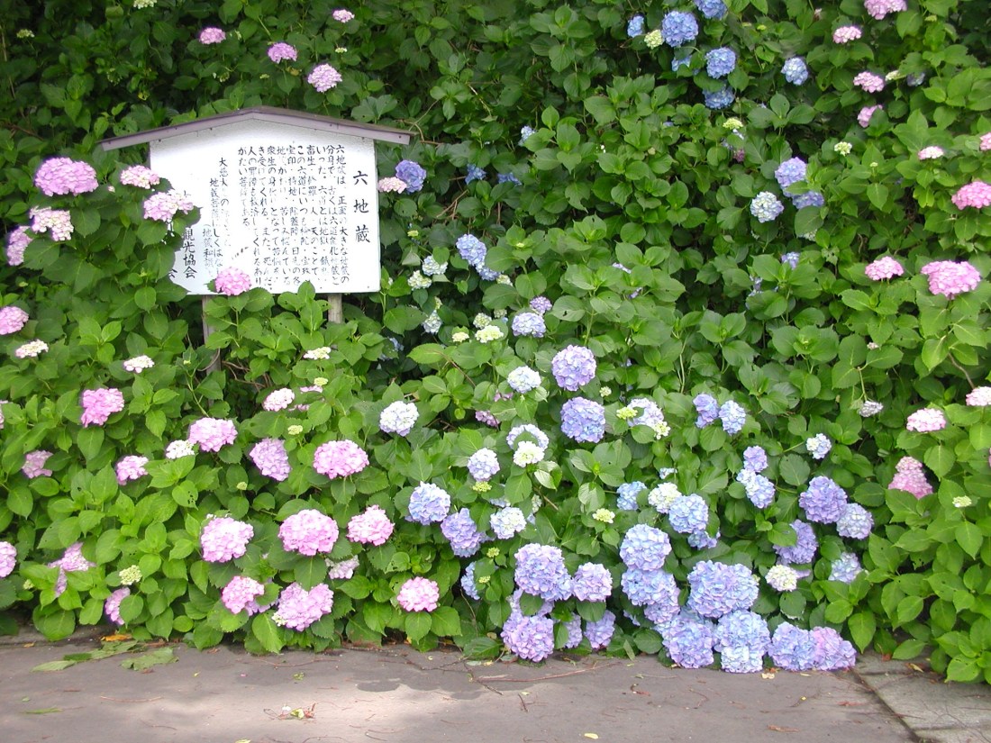 AIUハイク・紫陽花スロープ（２１） 044