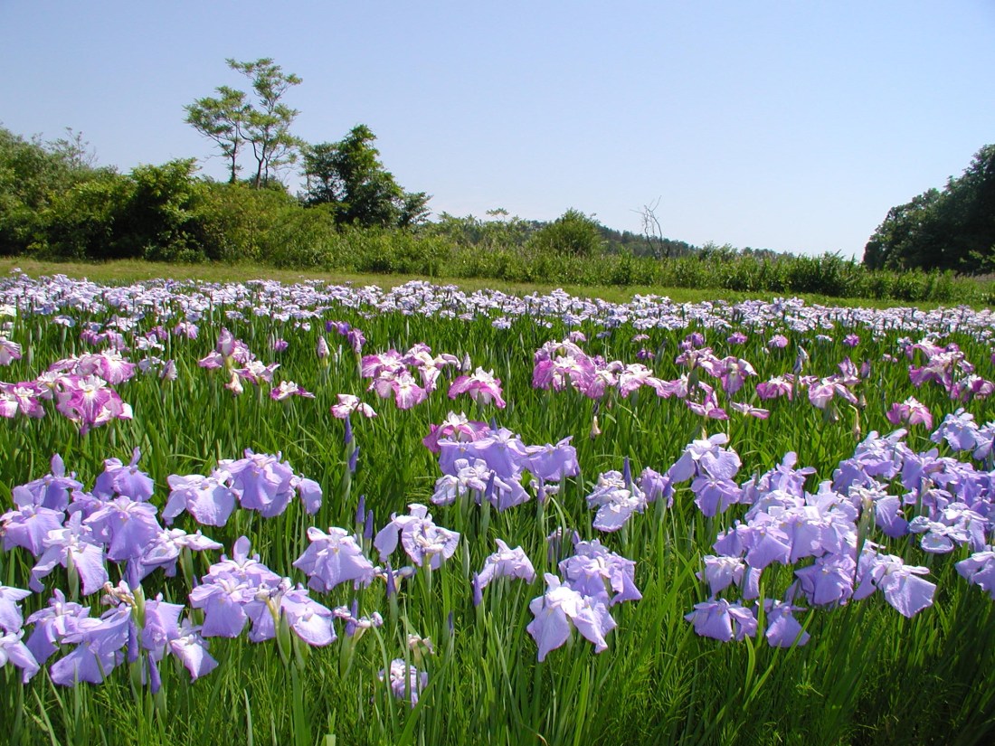雄和俳句会・水心苑あや（Ｈ２１） 031