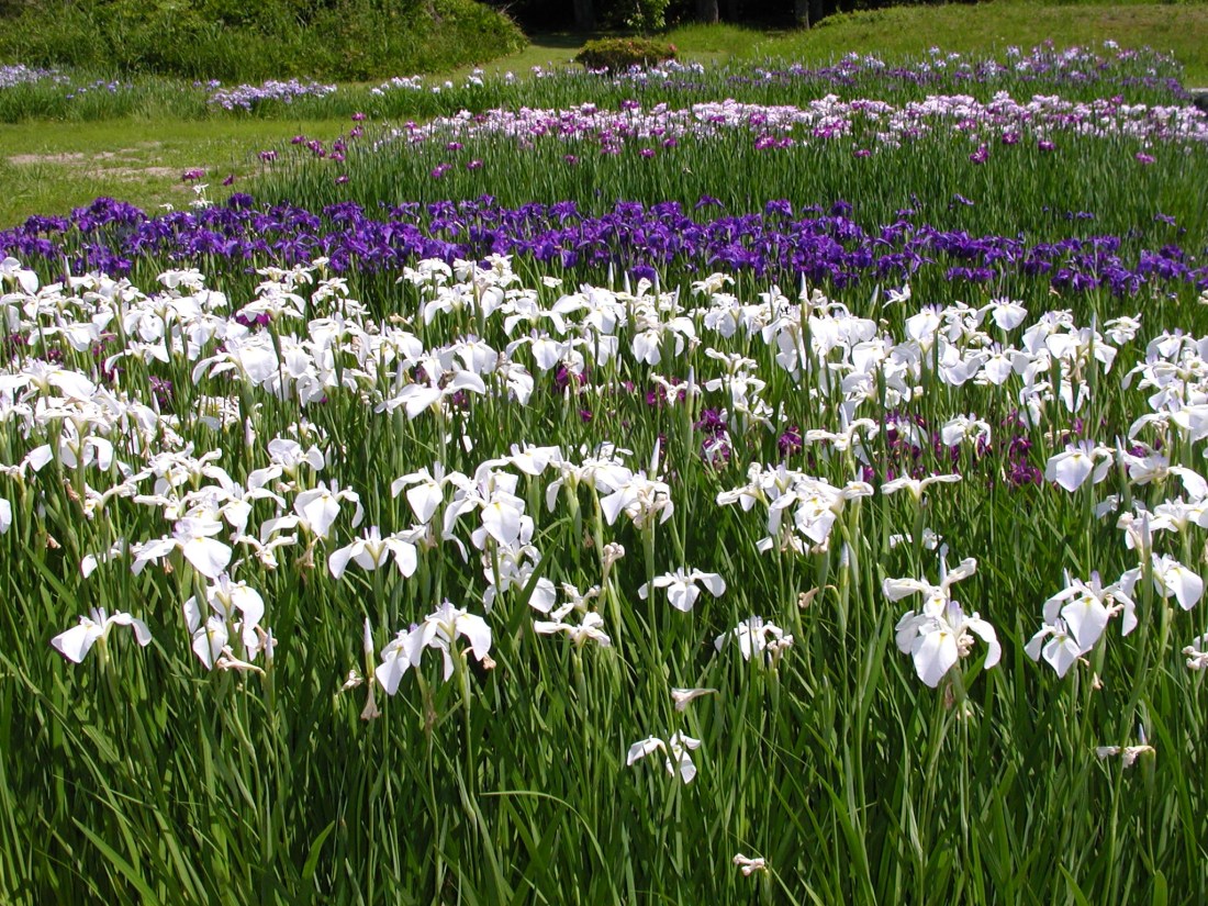 雄和俳句会・水心苑あや（Ｈ２１） 034