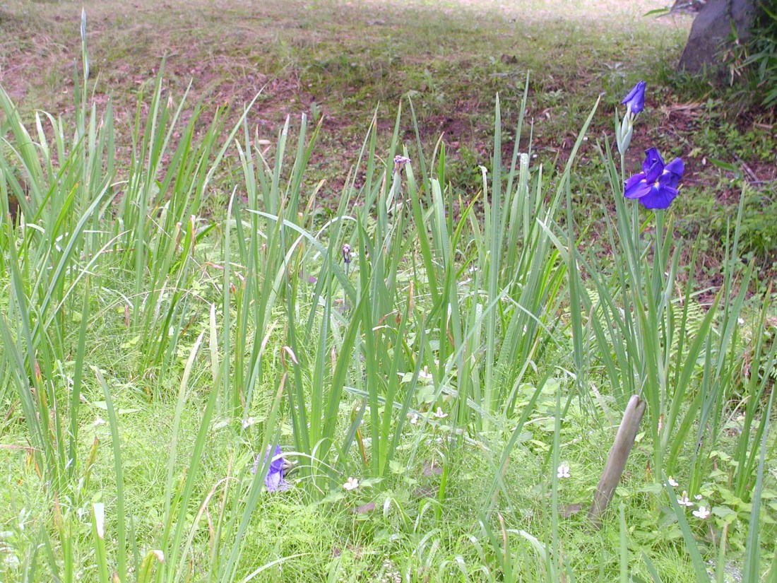 ka-bi-・水心苑あや（Ｈ２１） 019