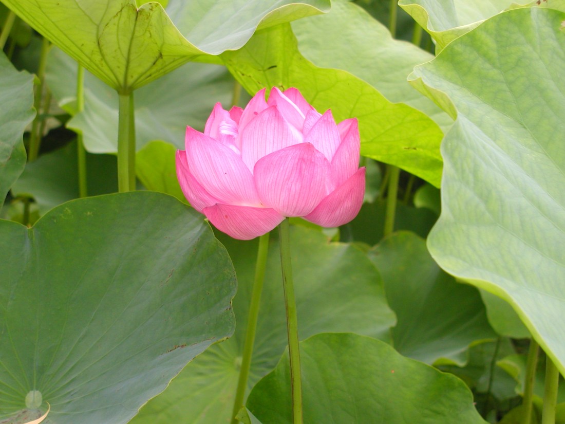 弘前城・五所川原ねぶた（Ｈ２１） 006