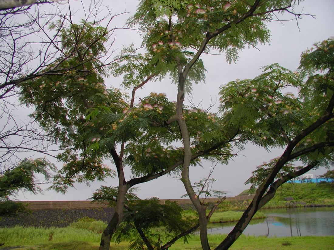 ユネスコスピ－チコンテスト（Ｈ２０） 019