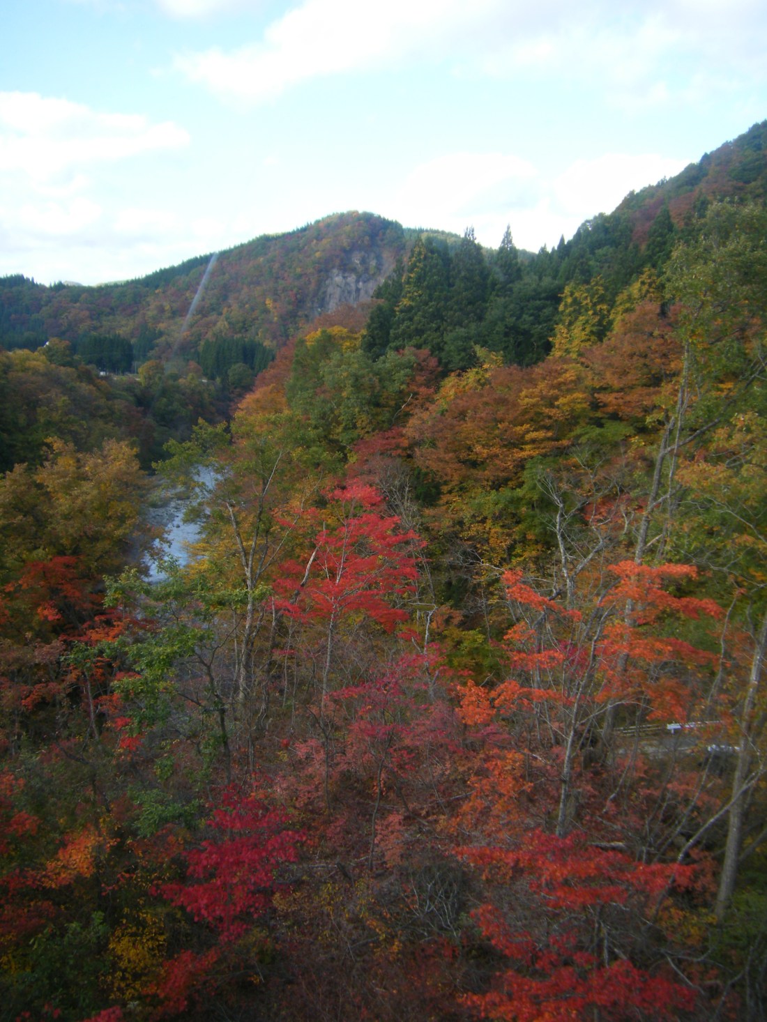 024(貞順・紅葉２）