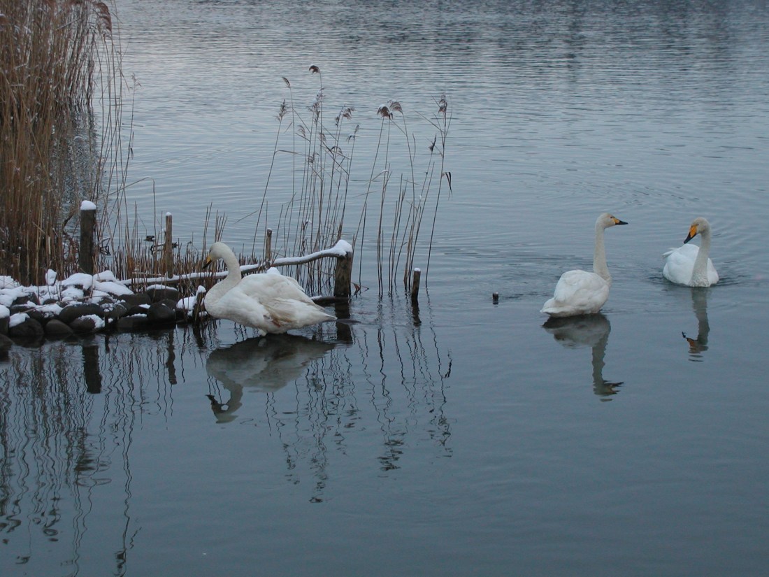 白鳥 031