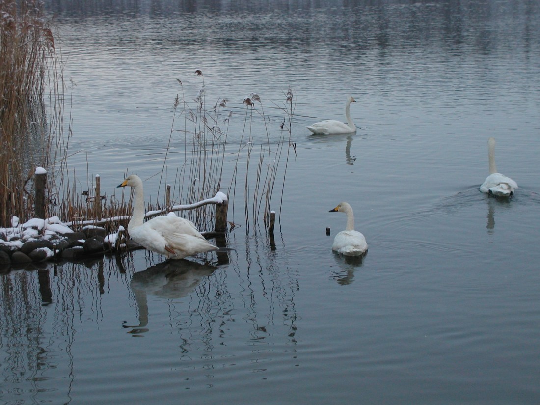 白鳥 033