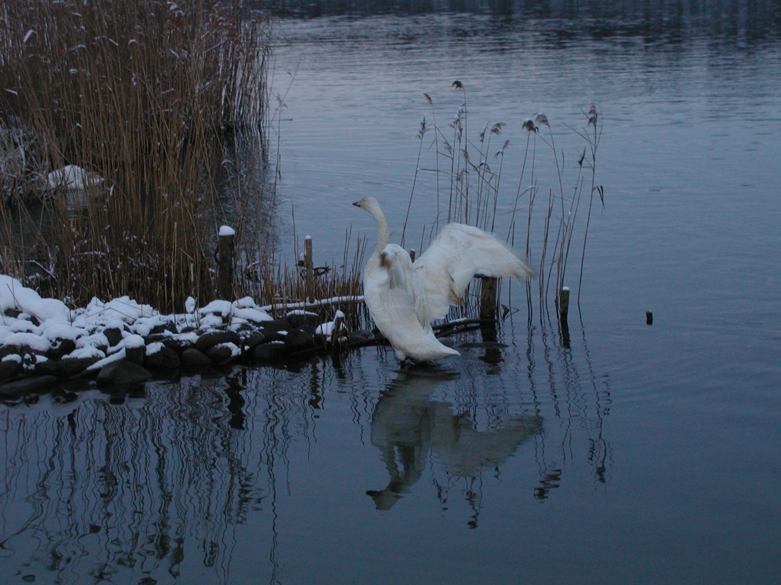 白鳥 036