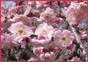 Gabi Greve (plum blossoms)