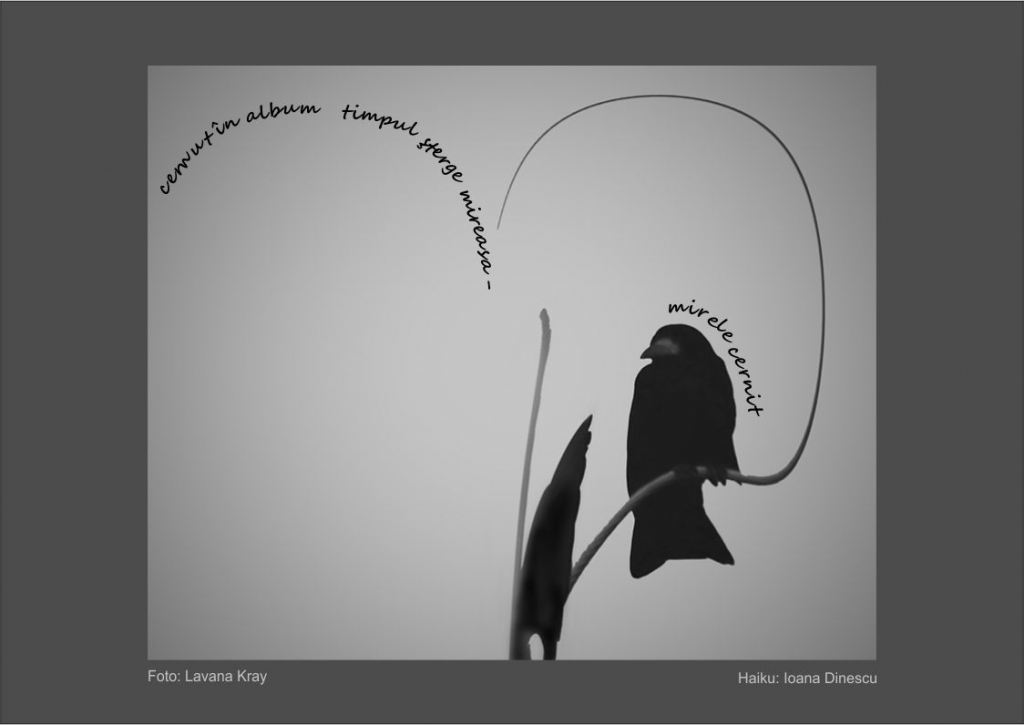 mirele-cernit (June 11)