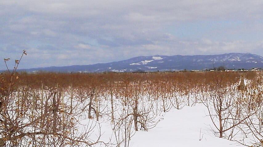 雪のりんご園（３）