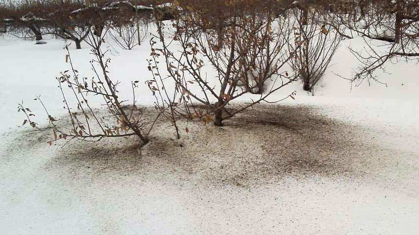 雪のりんご園（４）