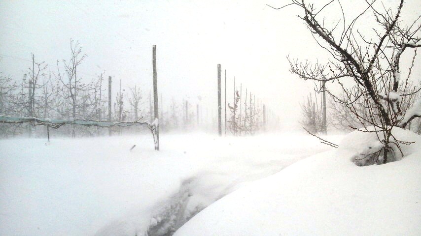 雪のりんご園（７）