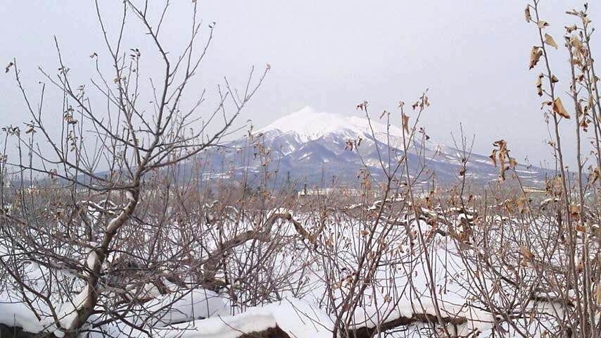 雪のりんご園（８）