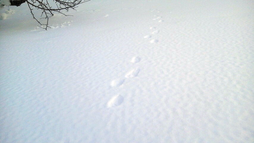 雪のりんご園（９）